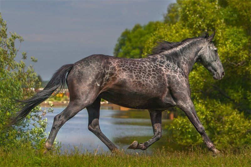 Karachai Horse